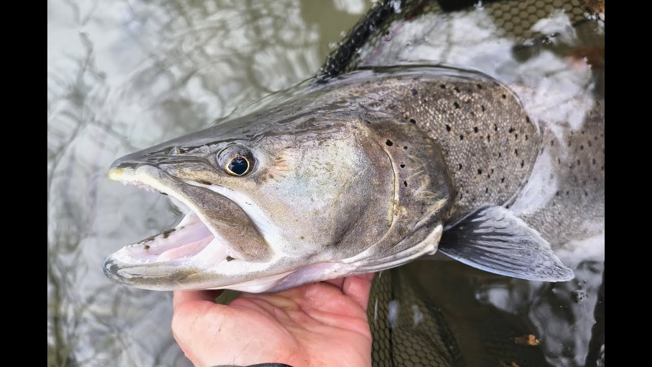 Fishing for Hucho - in Search of the Elusive Danube Salmon