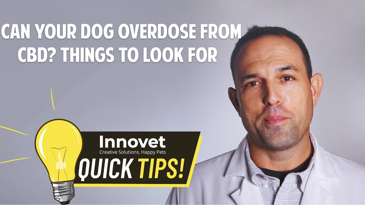 Can Your Dog Overdose From Pure CBD Oil