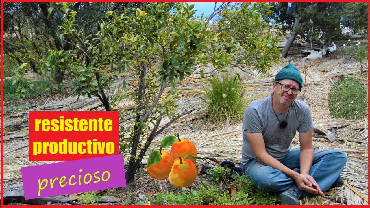 Árboles frutales para jardín pequeño o maceta🍊El kumquat🌳Un cítrico resistente.