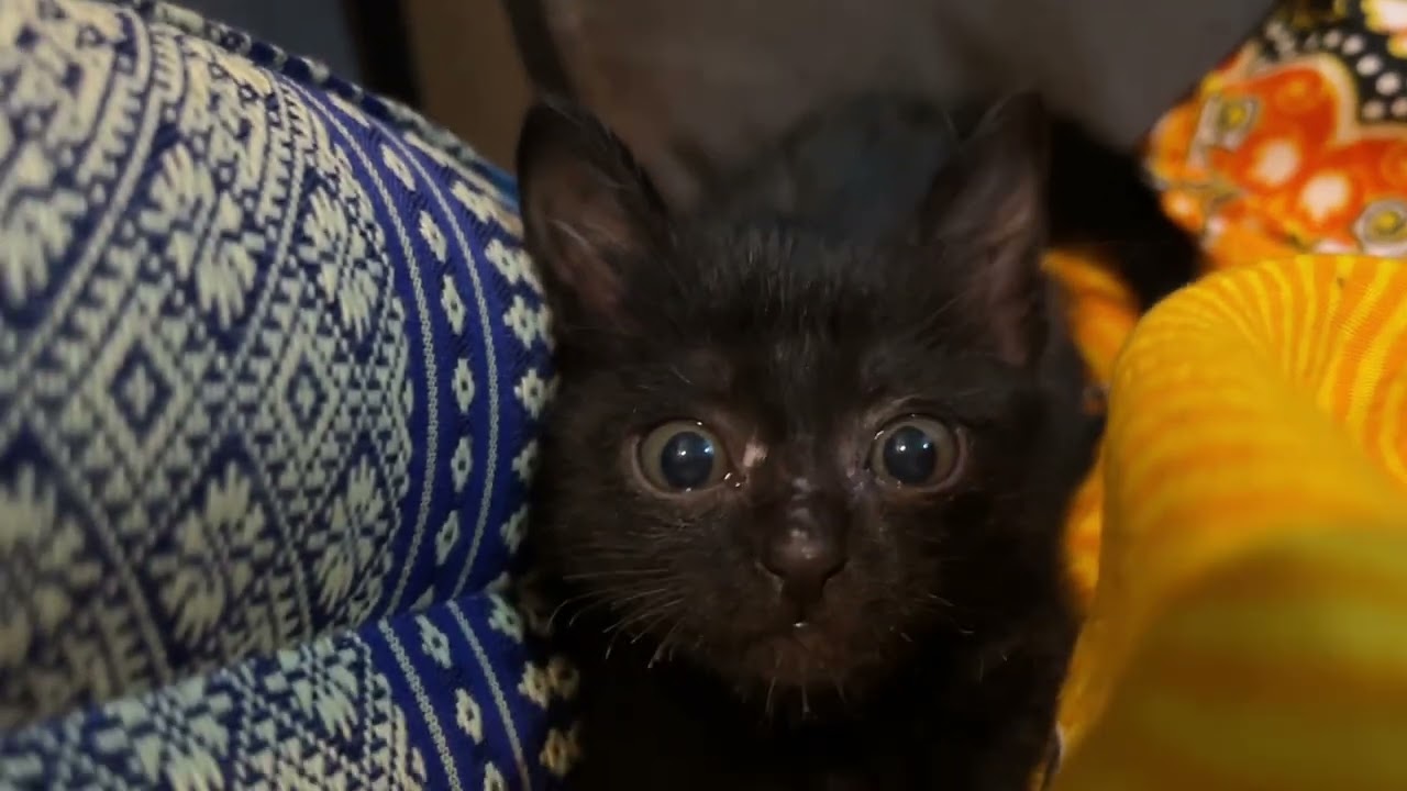Silly black kitten in Laos 