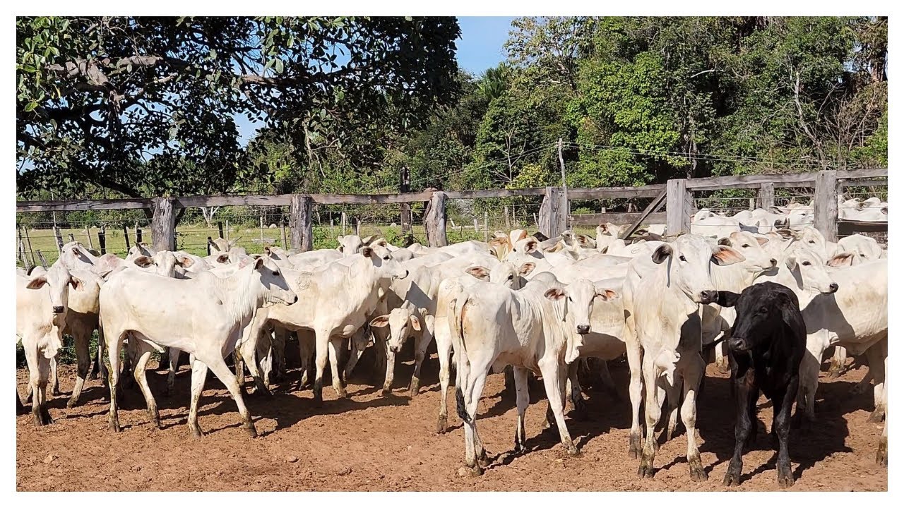 INIC&Iacute;O DO PROTOCOLO DE RECRIA DAS NOVILHAS