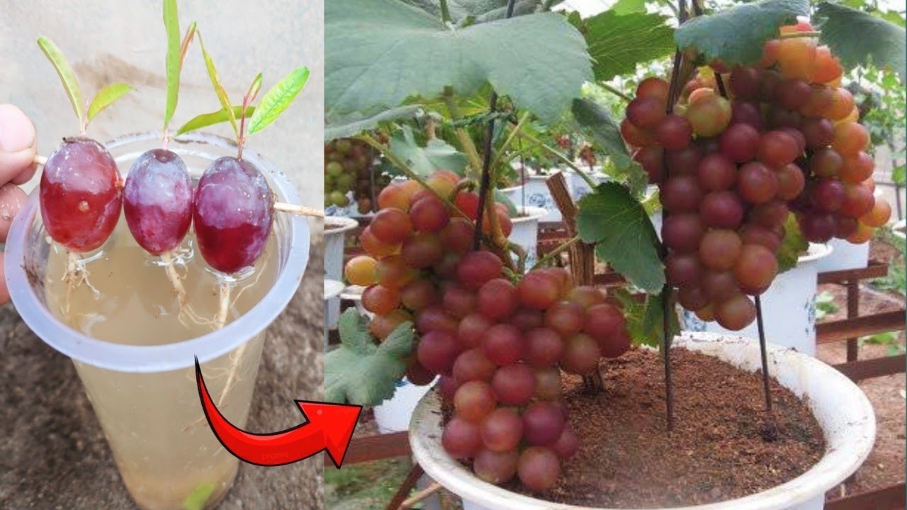 Creative Skills How to grow Grape trees with Aloe Vera in water