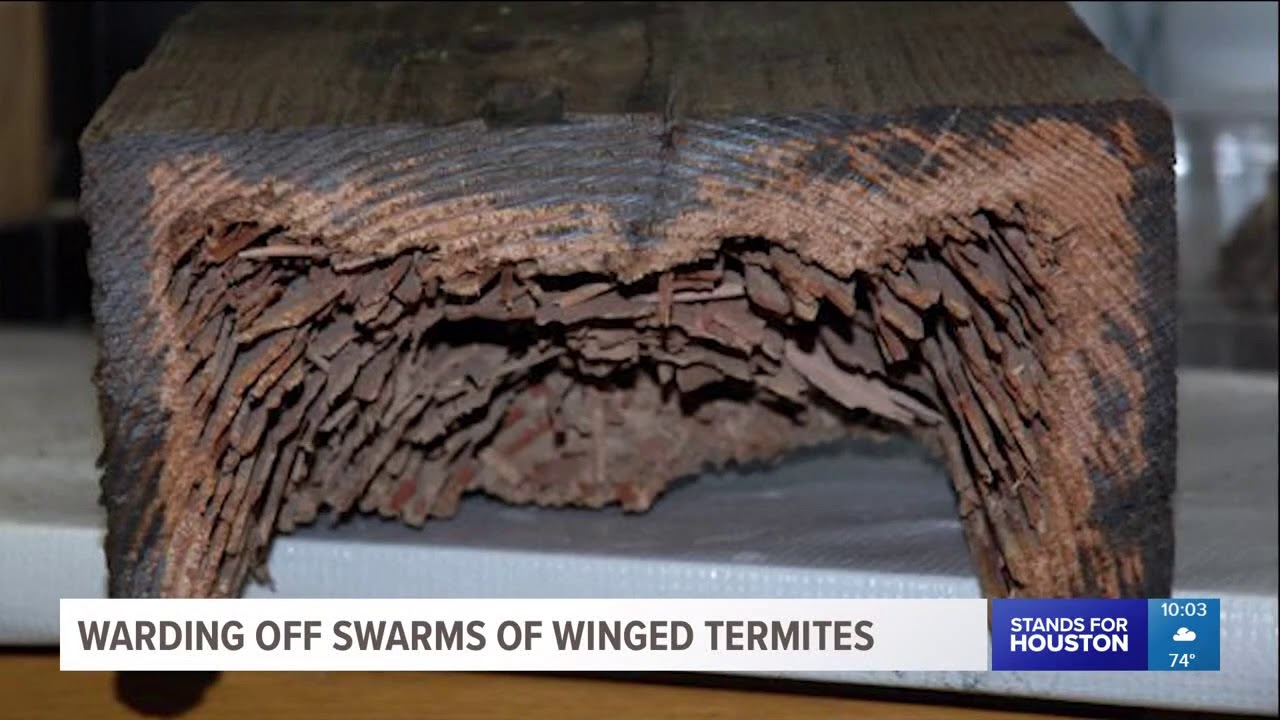 Swarms of winged termites are taking over neighborhoods