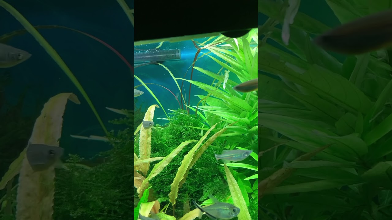 Devario malabaricus
