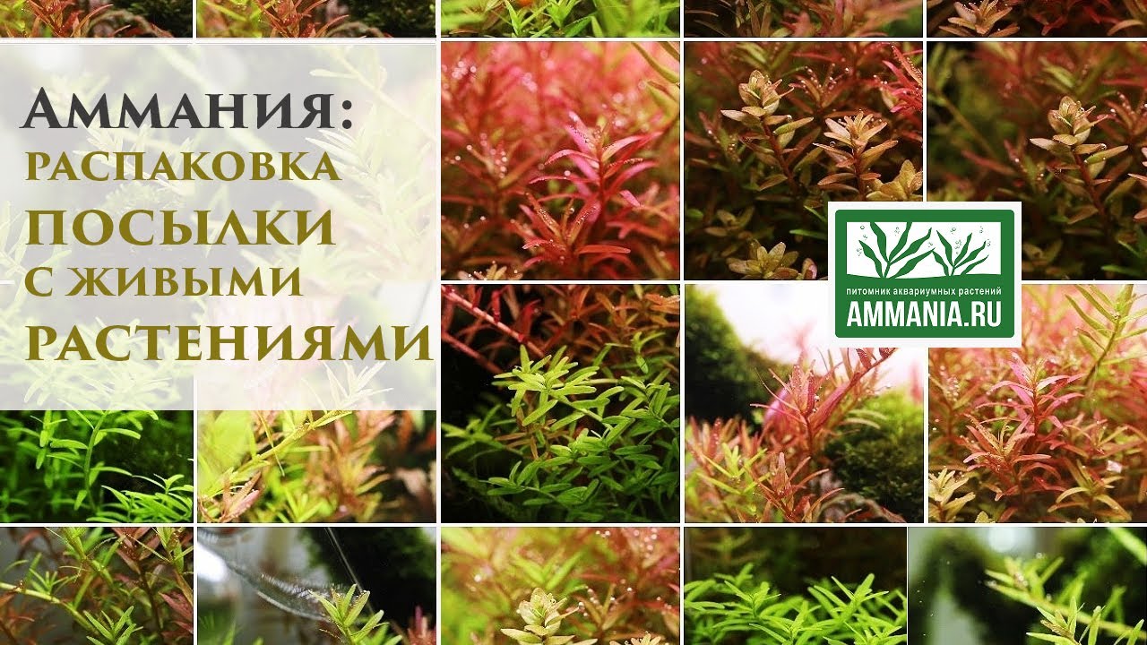 Распаковка посылки с живыми растениями. Роталы! Марсилия. Аммания.ру