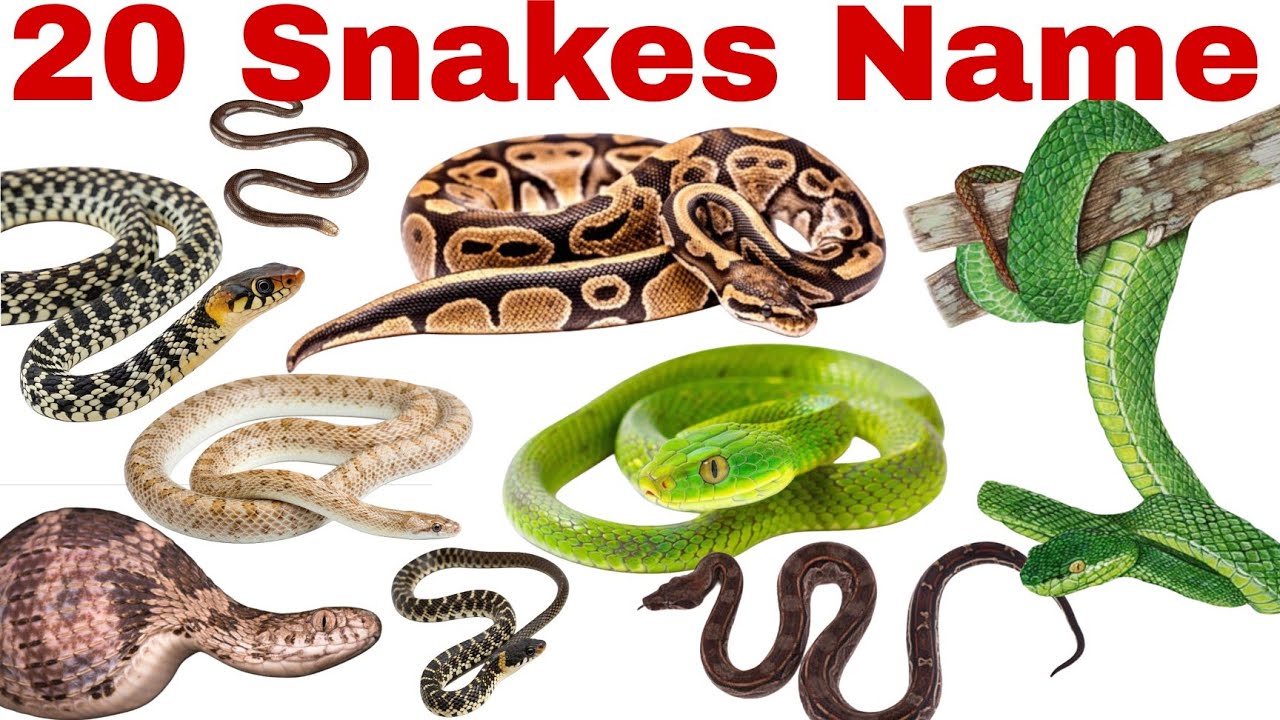 Learn 20 Snake Names for Kids | Fun & Educational Animal Video for Preschool and Toddlers