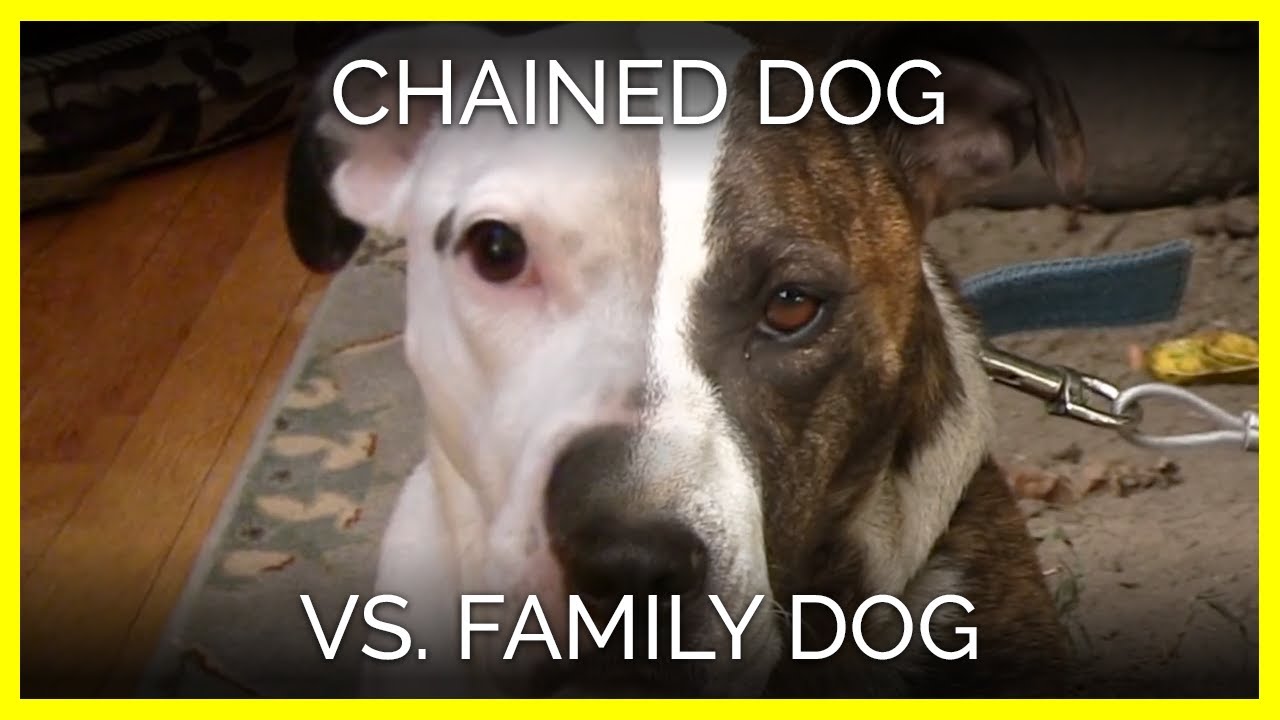 A Lifetime Alone: Chained Dog vs. Family Dog