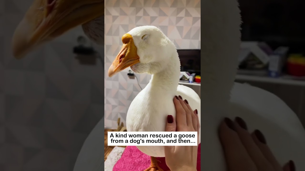 Life of the rescued geese #lovestory #animals #pets #cute#love #rescue #goose #funny #warm