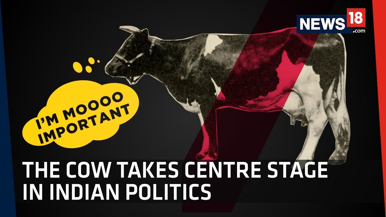 Adopt A Cow, Get Awarded | Cow Politics In India