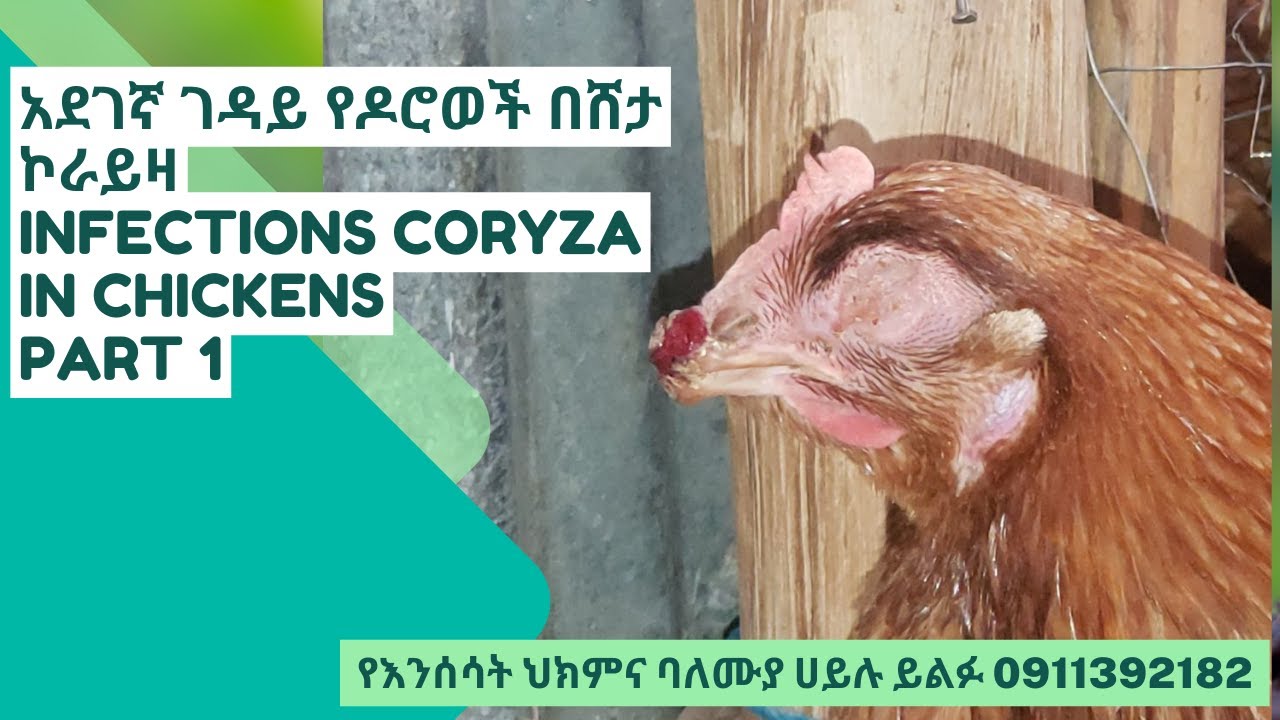 አደገኛ ገዳይ የዶሮወች በሸታ ኮራይዛ INFECTIONS CORYZA IN Chickens Part 1