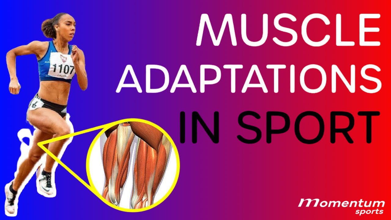 Muscle Adaptations in Sport - Why both Training AND Recovery are Important.