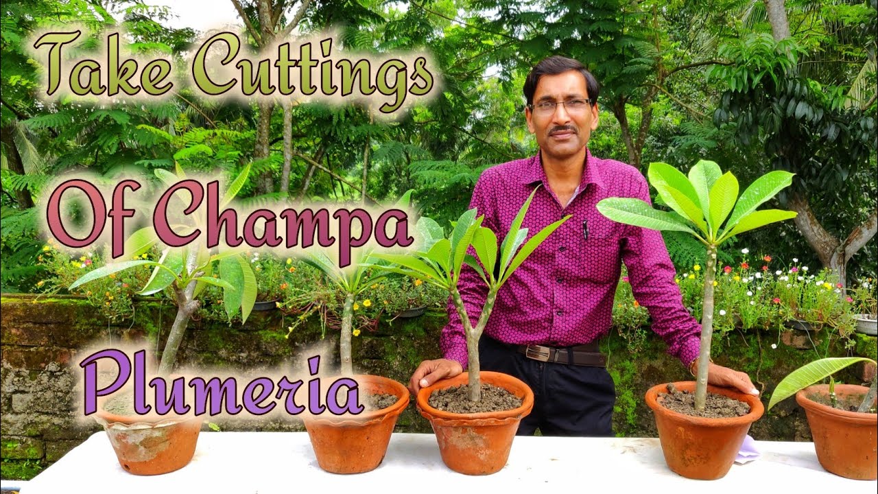 How to grow Cuttings of Champa/ Plumeria easily.