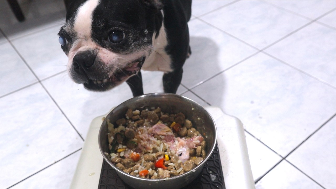 Slow, Gentle, and So Good 🐶 | Mealtime Bowl ASMR