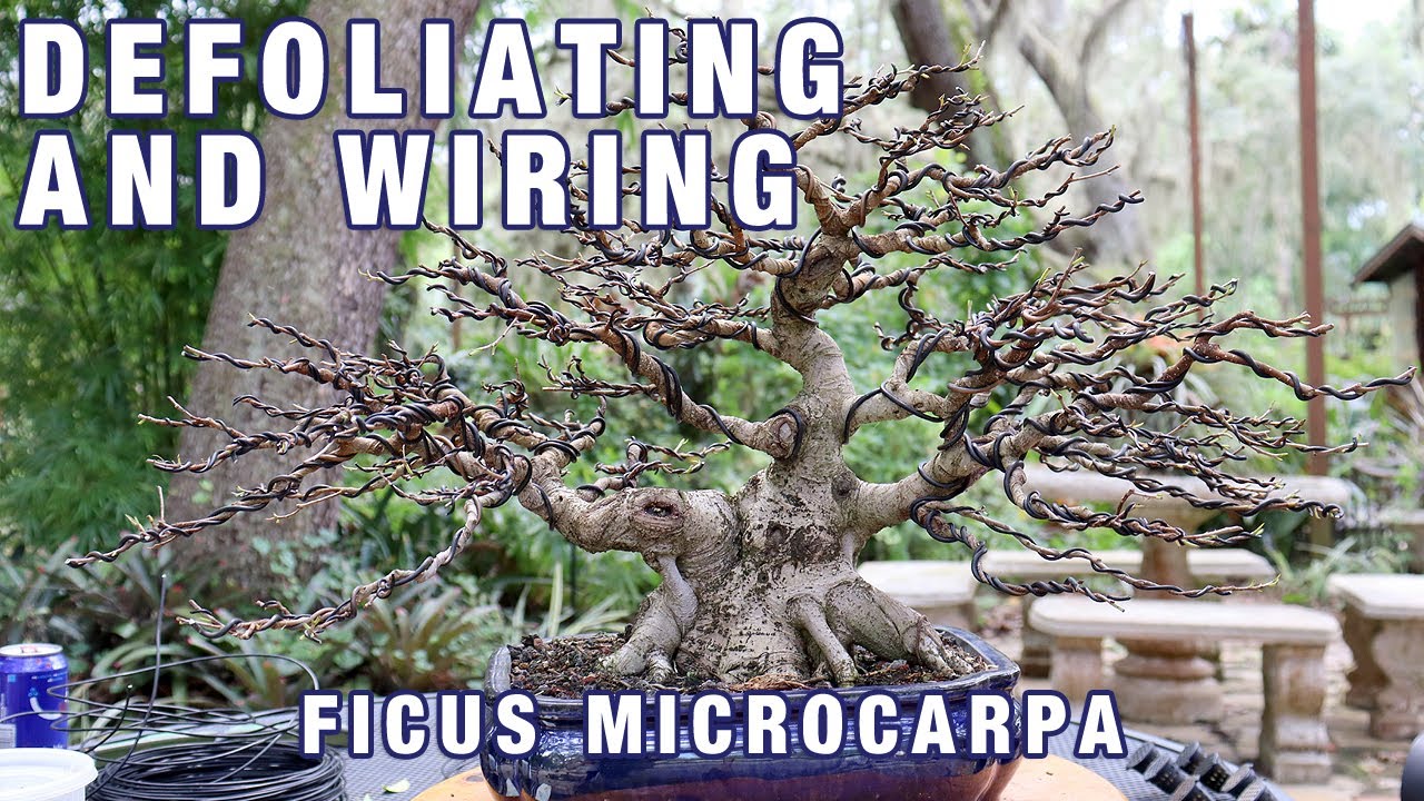 Defoliating and Wiring a Ficus Microcarpa