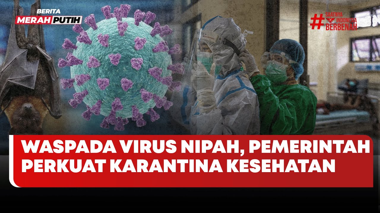 🔴 LIVE | Waspada Virus Nipah, Pemerintah Perkuat Karantina Kesehatan - Berita Merah Putih