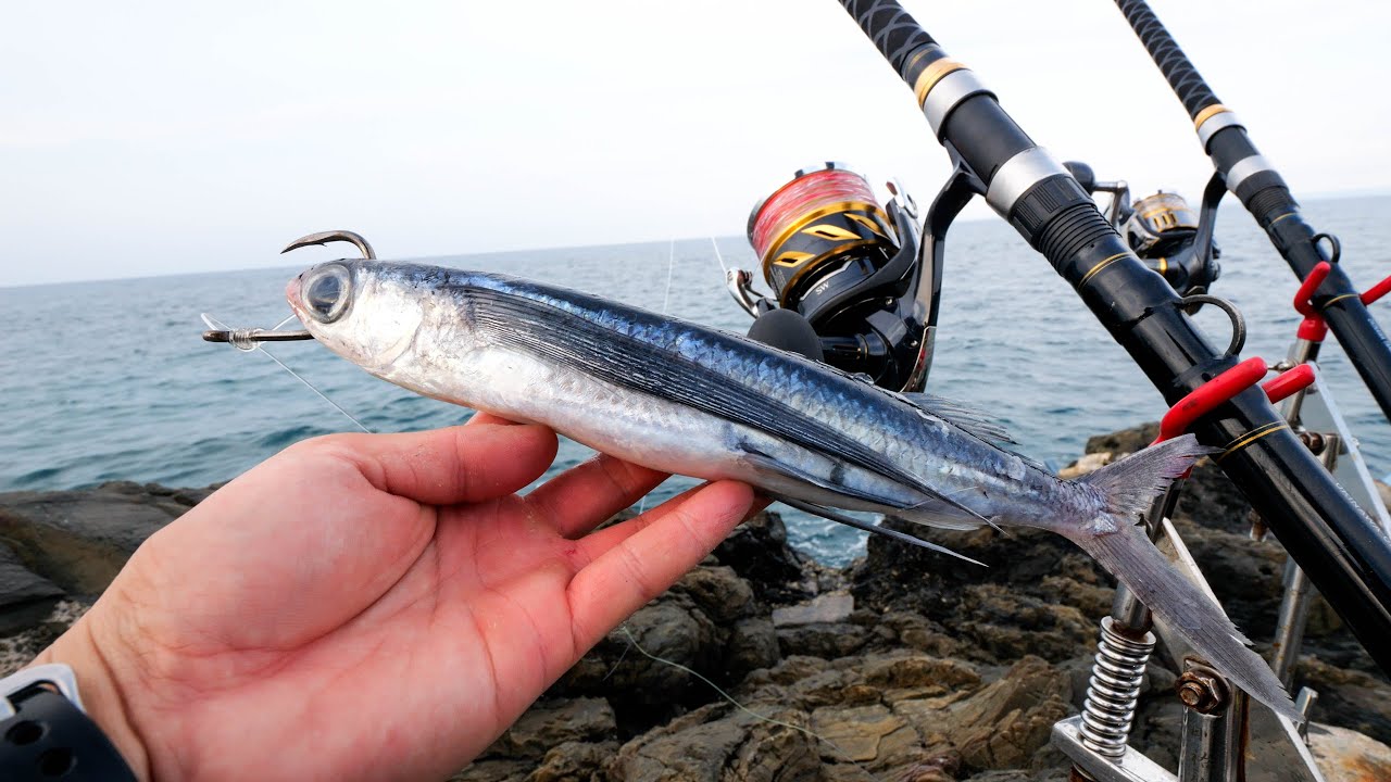 離島で大物を求めて断崖の岩場へ。獲れたての新鮮トビウオをぶっ込むと…【屋久島編 #2】