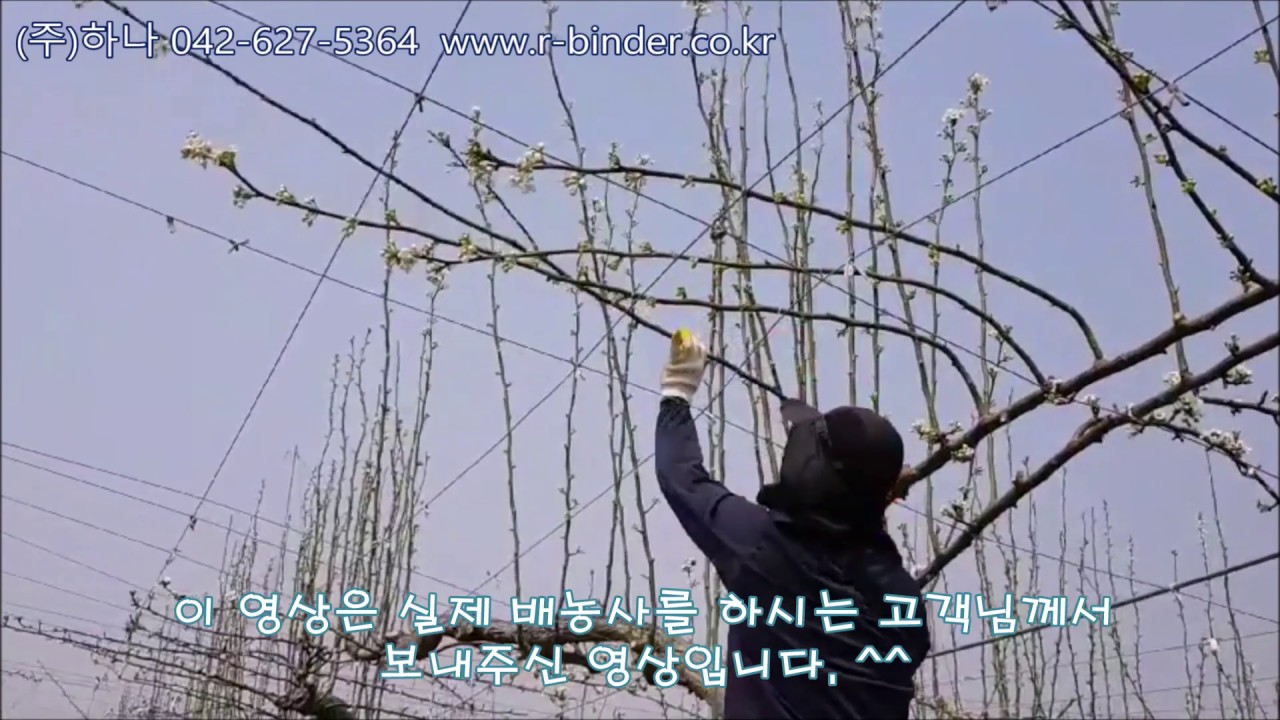 배나무 가지 유인 작업 쉽게하기!!
