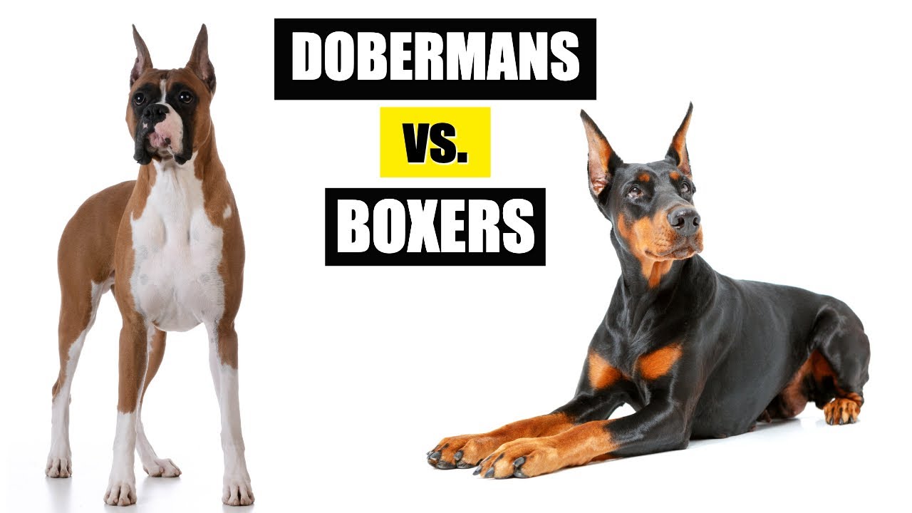 Dobermans vs. Boxers: Which Breed Is Better?
