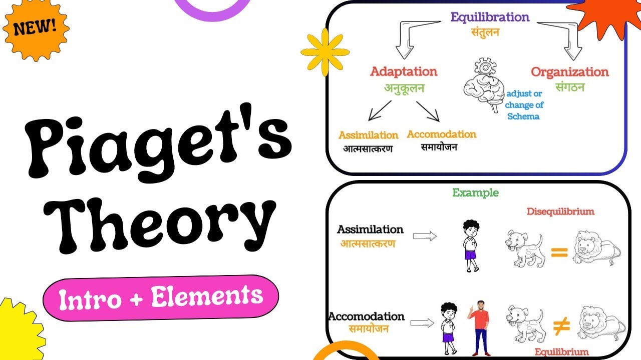 Piaget's Cognitive Development Theory | Elements | CDP Animation in hindi