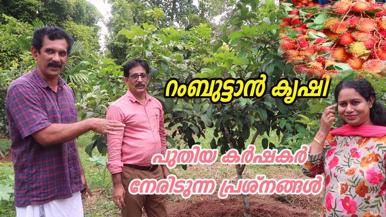 റംബുട്ടാൻ കർഷകർ വളം ചെയ്യുമ്പോഴും പ്രൂൺ ചെയ്യുമ്പോഴും ശ്രദ്ധിക്കേണ്ടത് Rambutan Plant Caring Tips