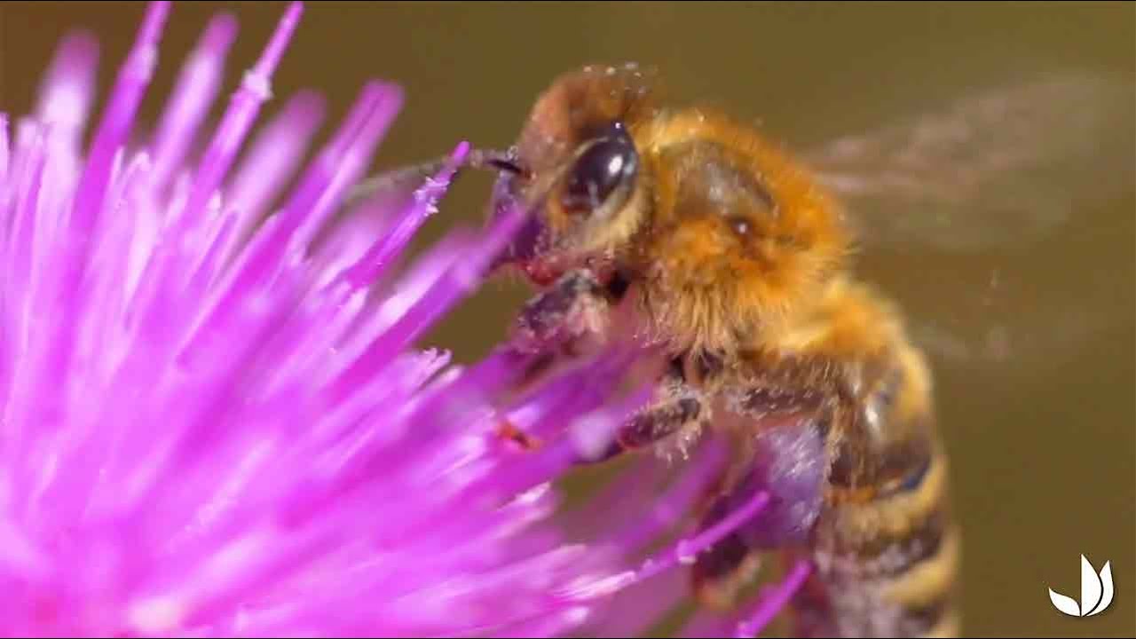 Découvrir les abeilles et leurs ruches - Truffaut