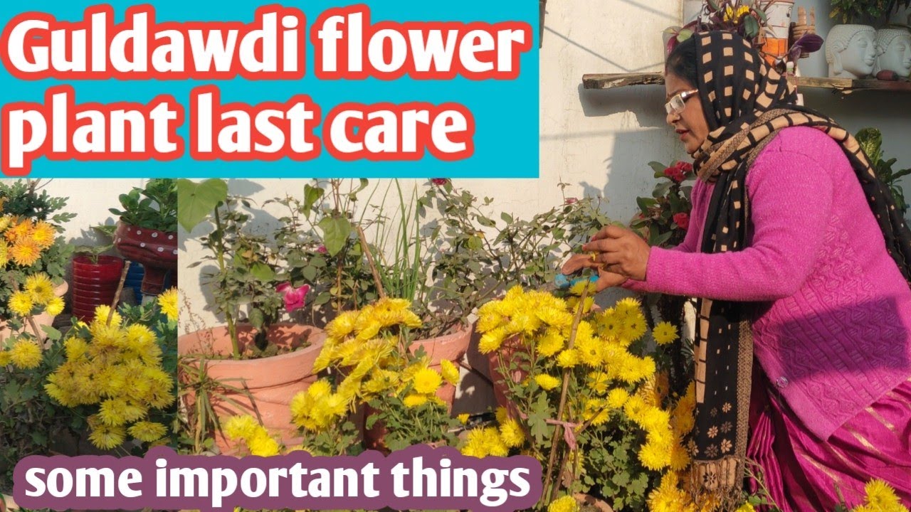 Do this important work in this beautiful plant | Guldawdi flower plant last care | good bye time now