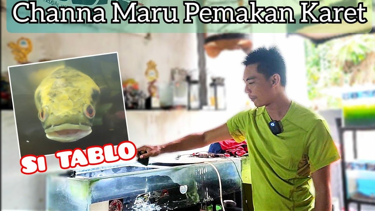 Update Si TABLO ‼️Channa Maru Pemakan Karet😱‼️