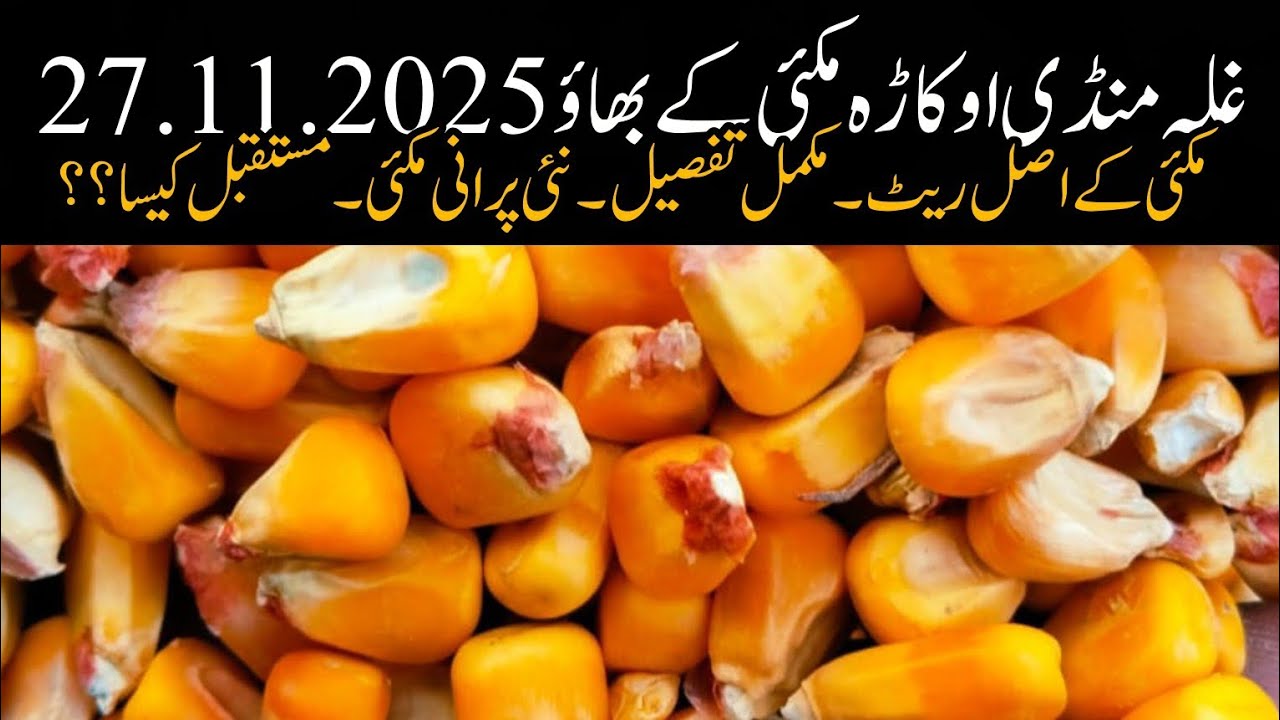 Maize rate today okara mandi .makki mandi rate . Punjab mandi maize rate today 27.11.2025