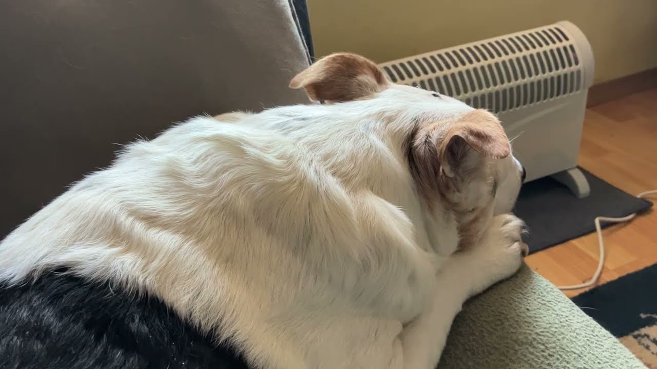 Another cup of DDR tea