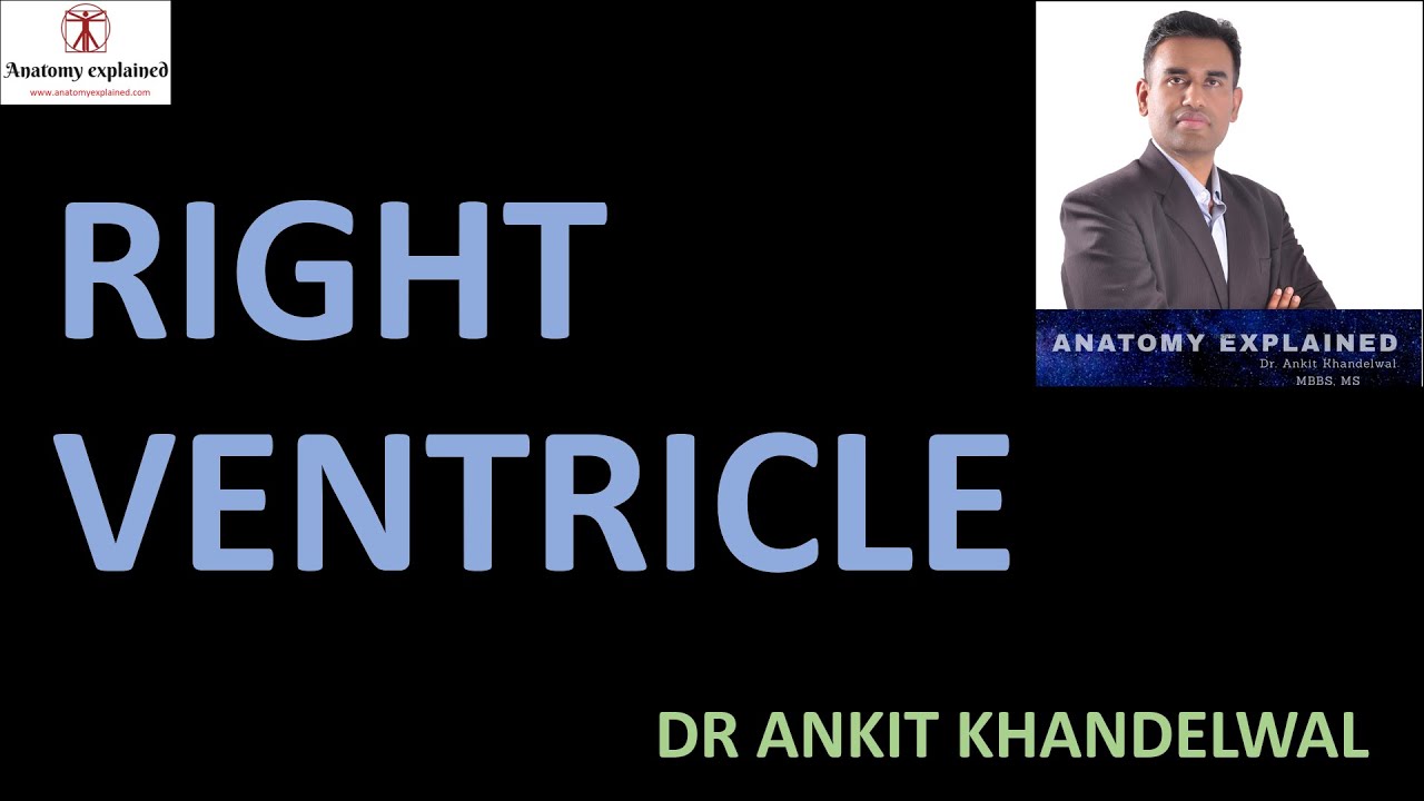 Right Ventricle Heart II Anatomy Explained II Dr Ankit Khandelwal