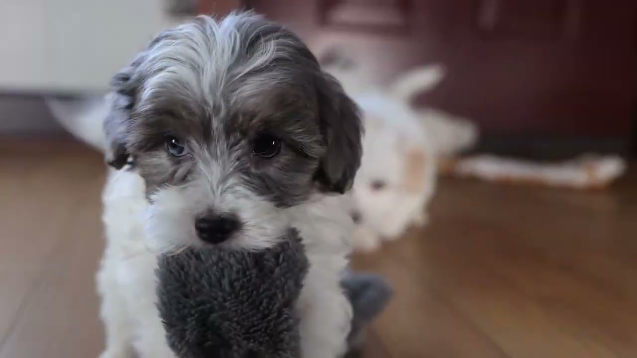 Beautiful & Happy Havapoo Puppies