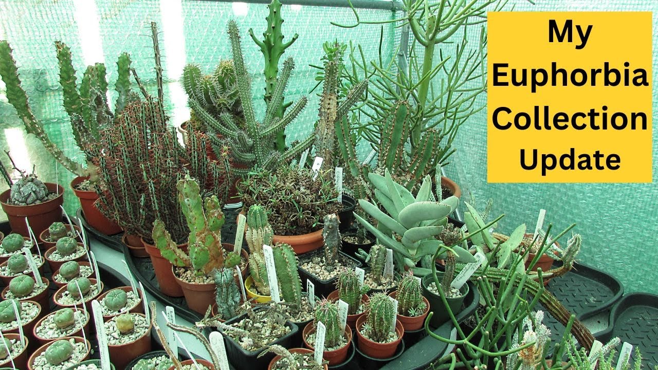 Moving my Euphorbias into the Polytunnel for the Summer & Euphorbia update | Euphorbia collection