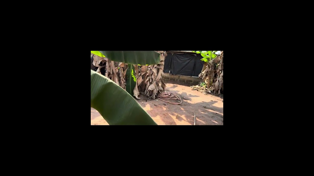 Welcome to the fish, chicken and plantain farm 
