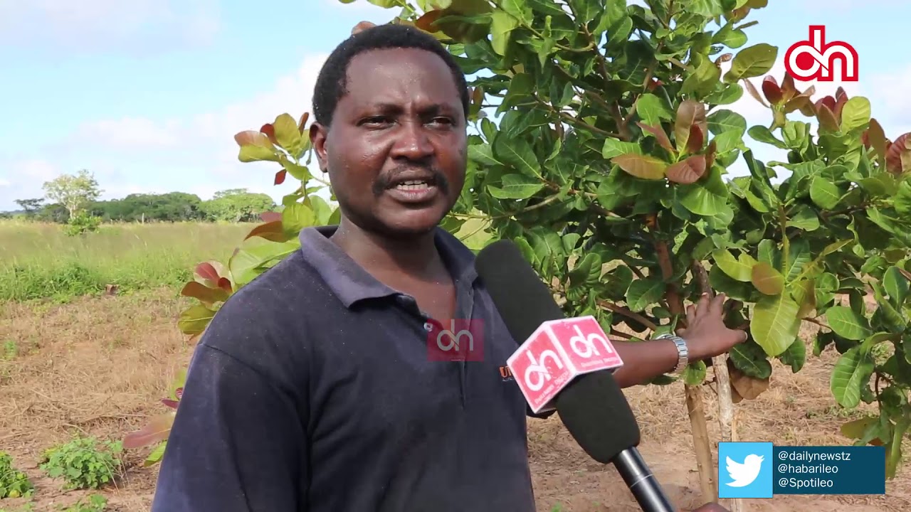 SIMULIZI YA MATUMAINI: Familia iliyojitosa kilimo cha korosho Lindi