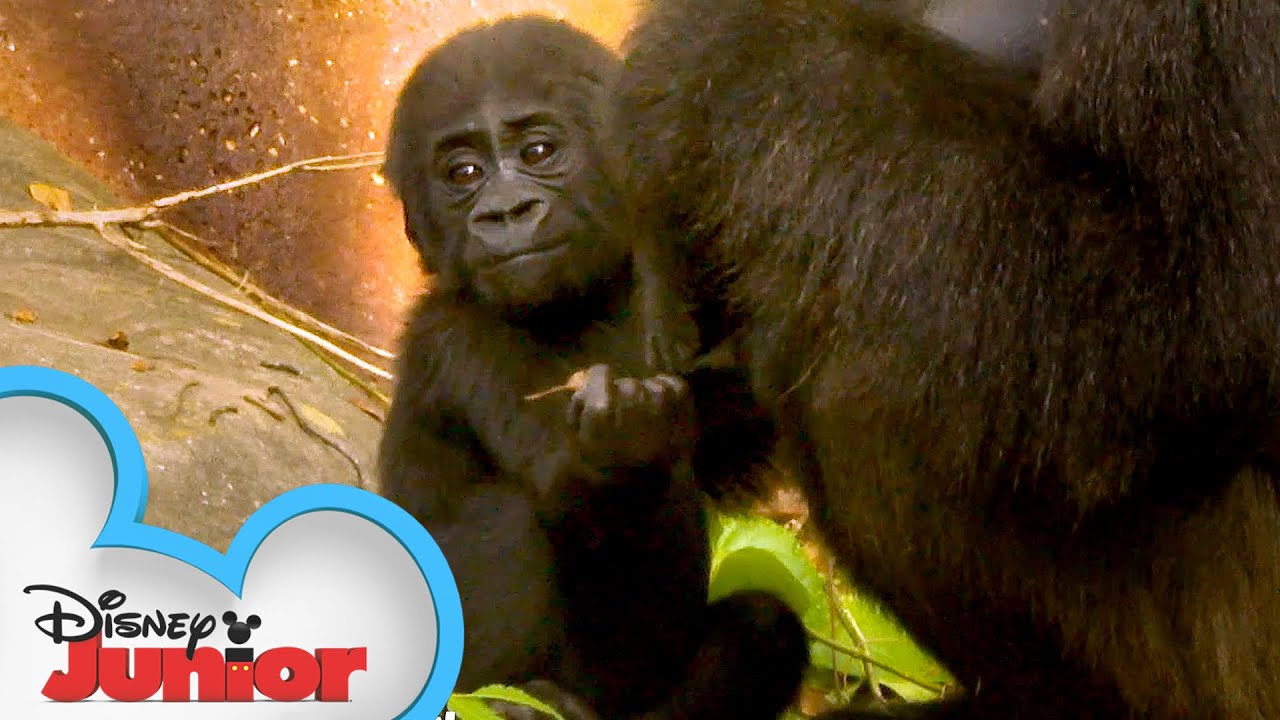 Baby Gorillas! | Disney Animals Special Delivery with T.O.T.S. | Disney Junior