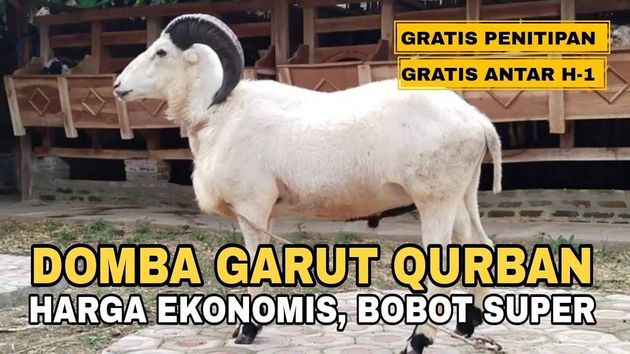 DOMBA GARUT QURBAN HARGA EKONOMIS, BOBOT SUPER