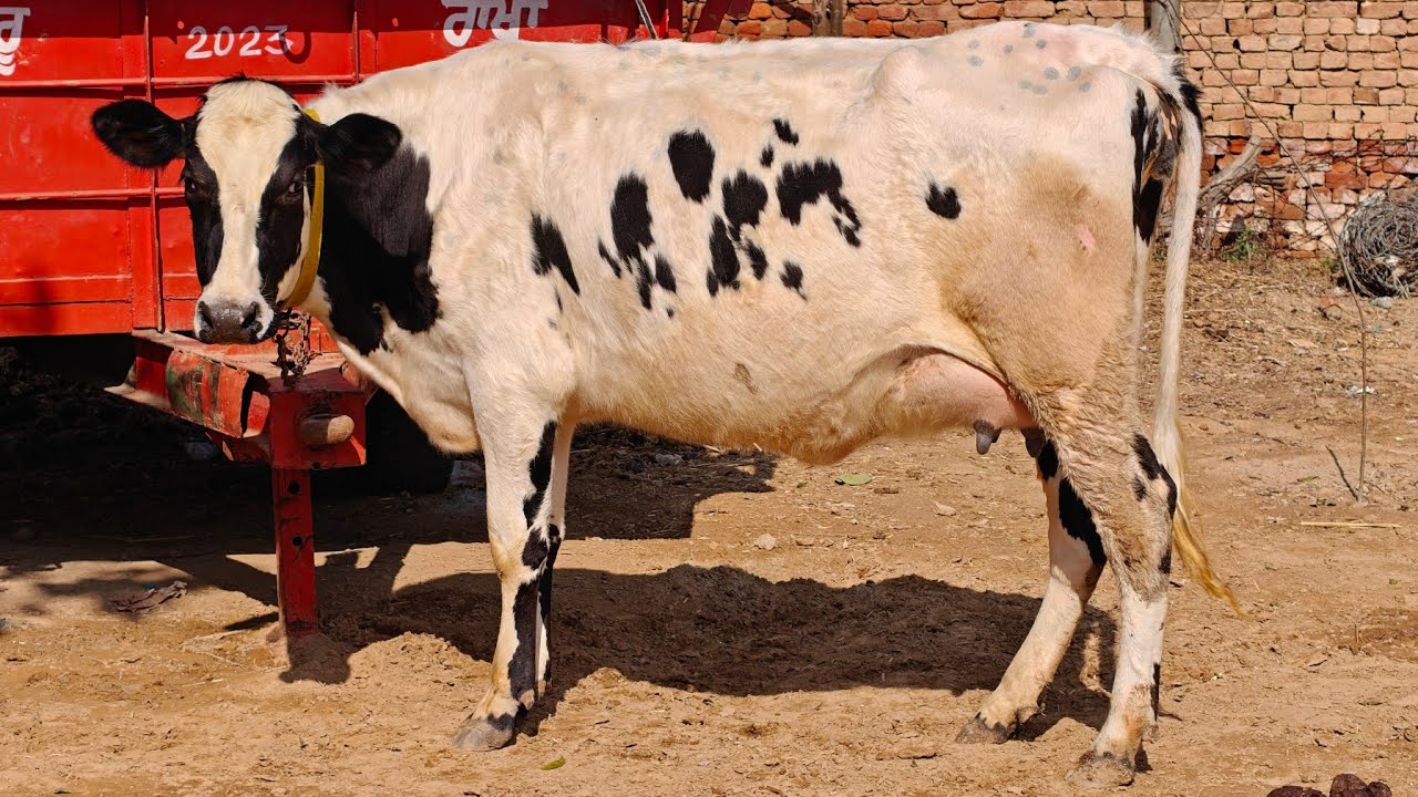 2 Cows for sale, 2 ਗਾਵਾਂ ਵਿਕਾਊ 