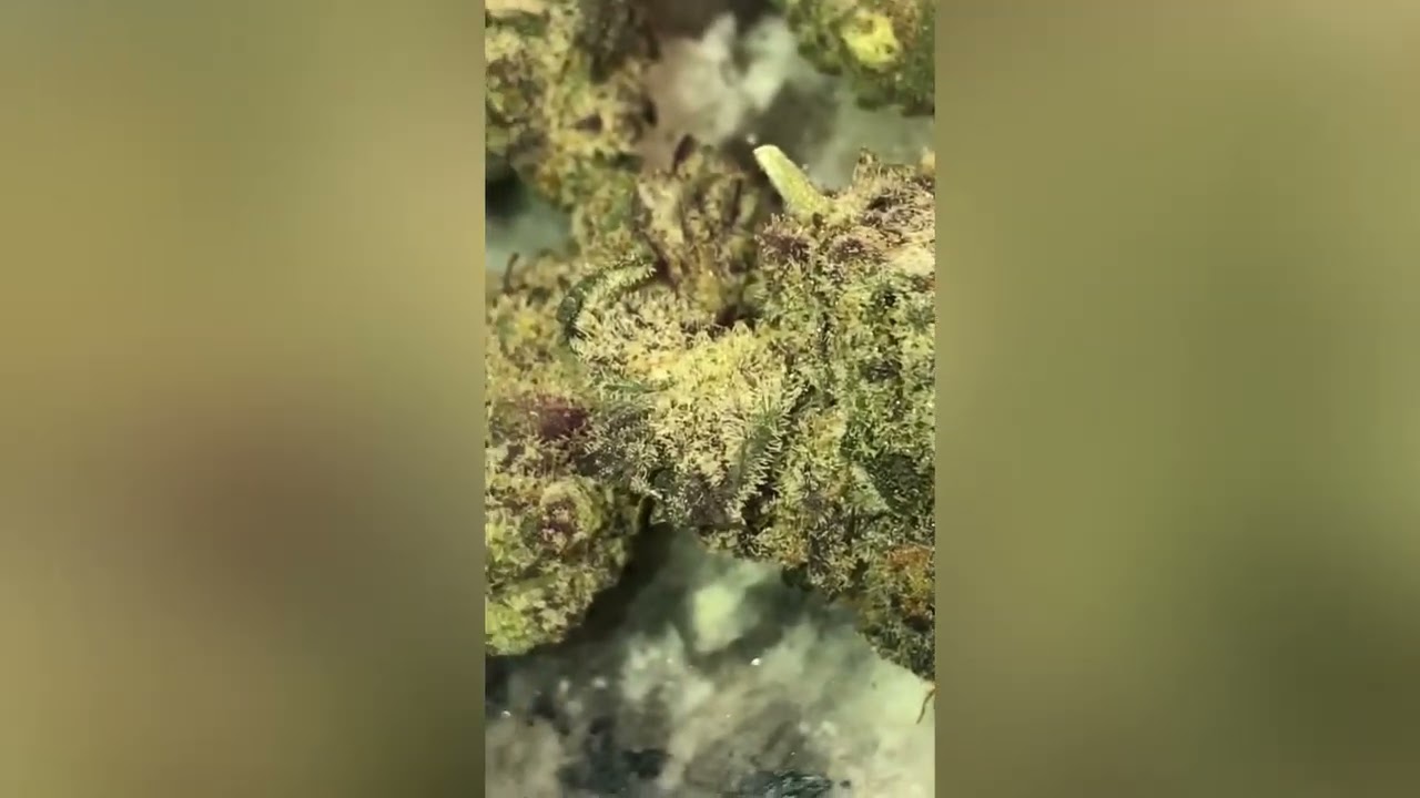 Neon Sunshine Strain Review (Smk Brk 420)