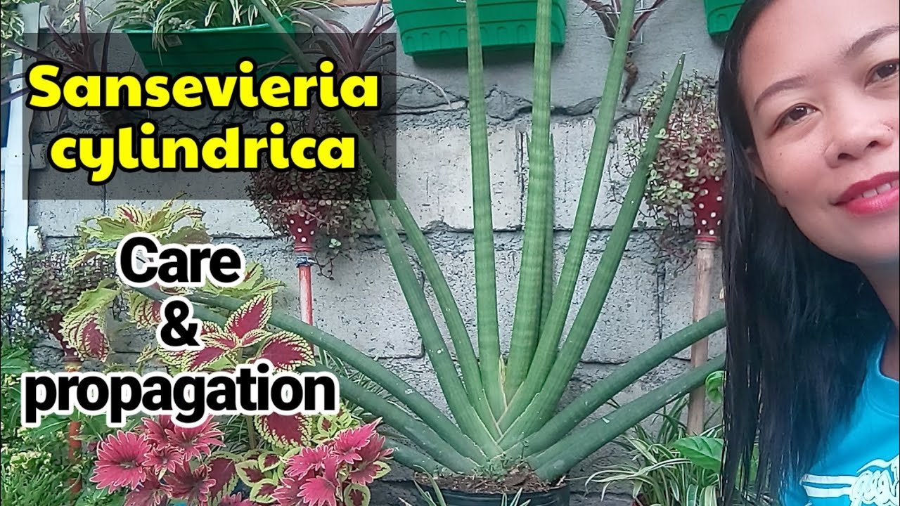 Snake plants /Sansevieria Cylindrica care and propagation