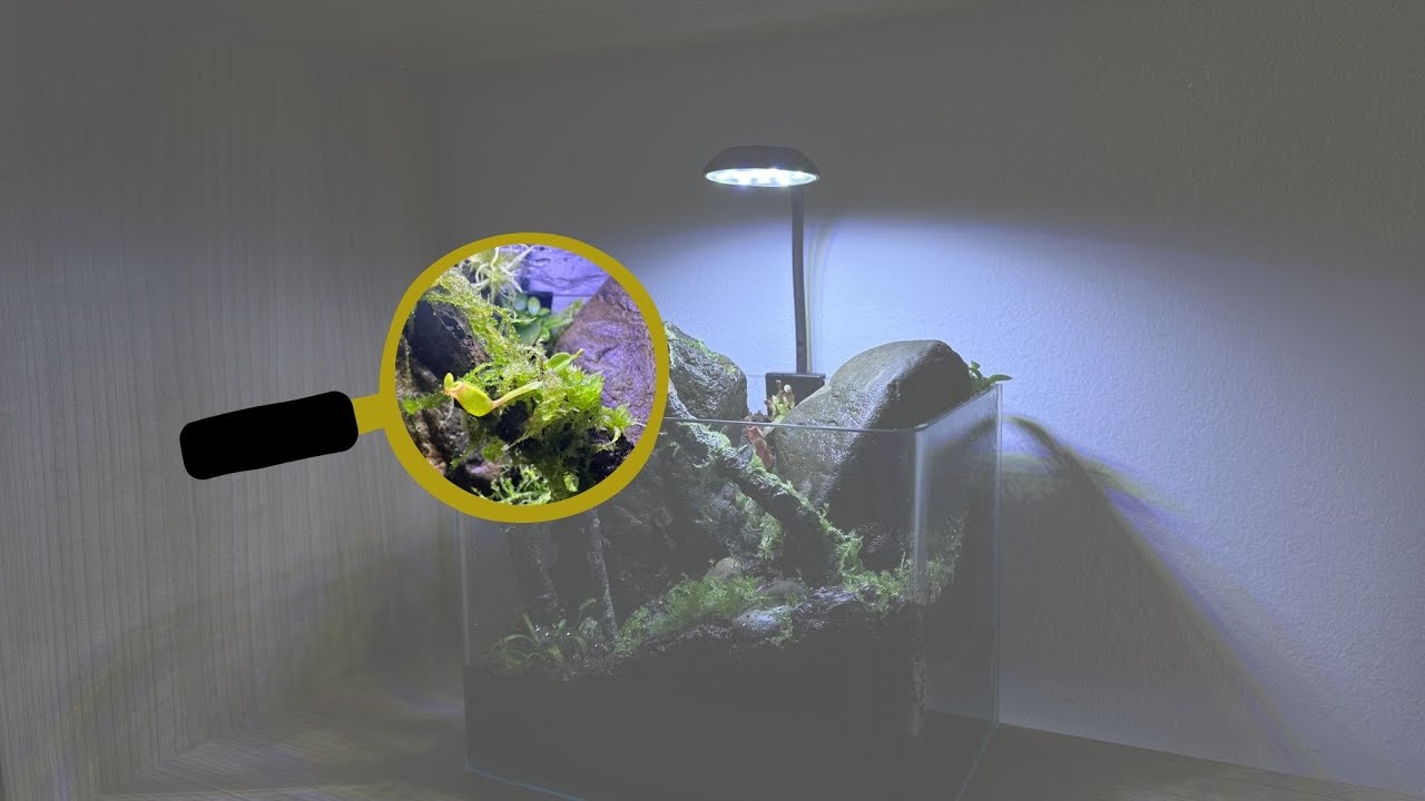 Terrario Con Cephalotus Follicularis y Nepenthes 🍃 Terrario Plantas Carnívoras