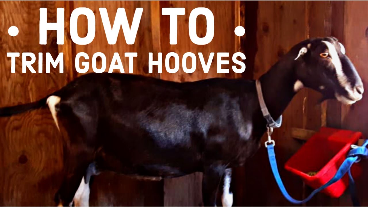 How To Trim Goat Hooves | Goat Husbandry Series