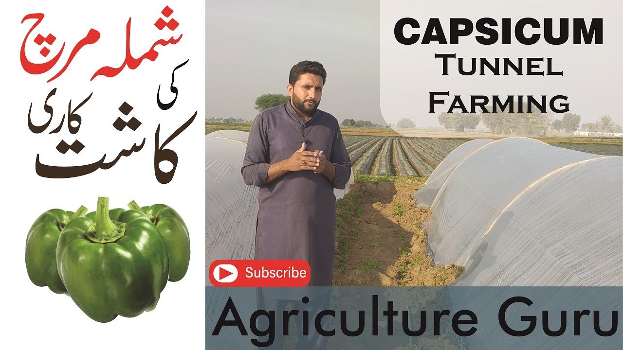 How to grow Capsicum (Shimla Mirch ) Tunnel Farming in Pakistan | Agriculture Guru