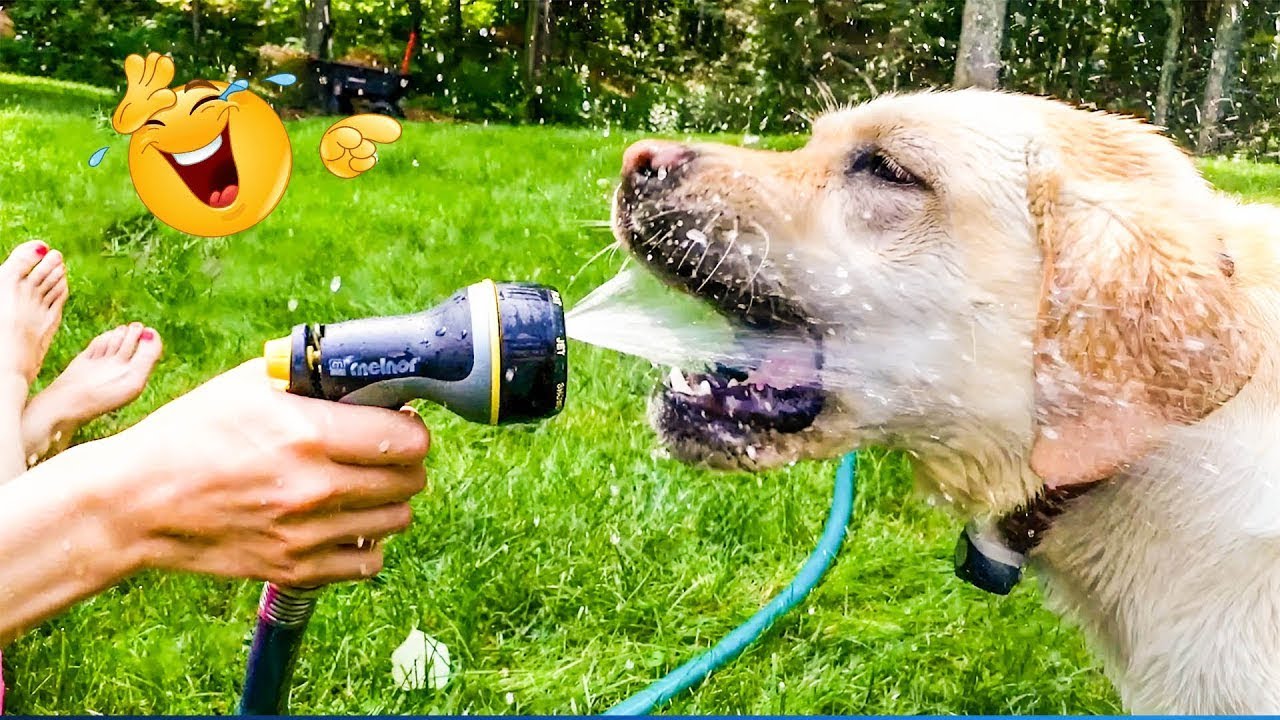 New Funny Cat and Dog Videos 😹🐶 Funniest Animals 🤣 Part 20