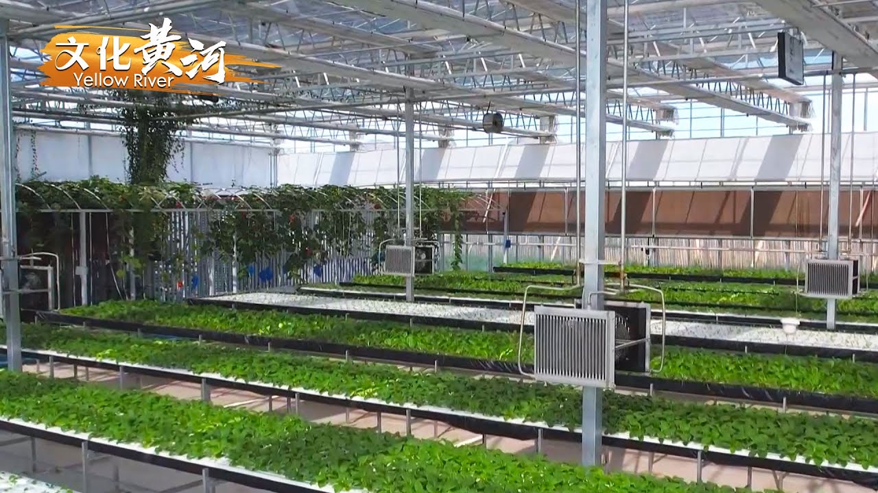 新技术种出丰收果！黄河水浇灌现代农业园，游客采摘乐趣多 【天下黄河】| 文化黄河 Yellow River