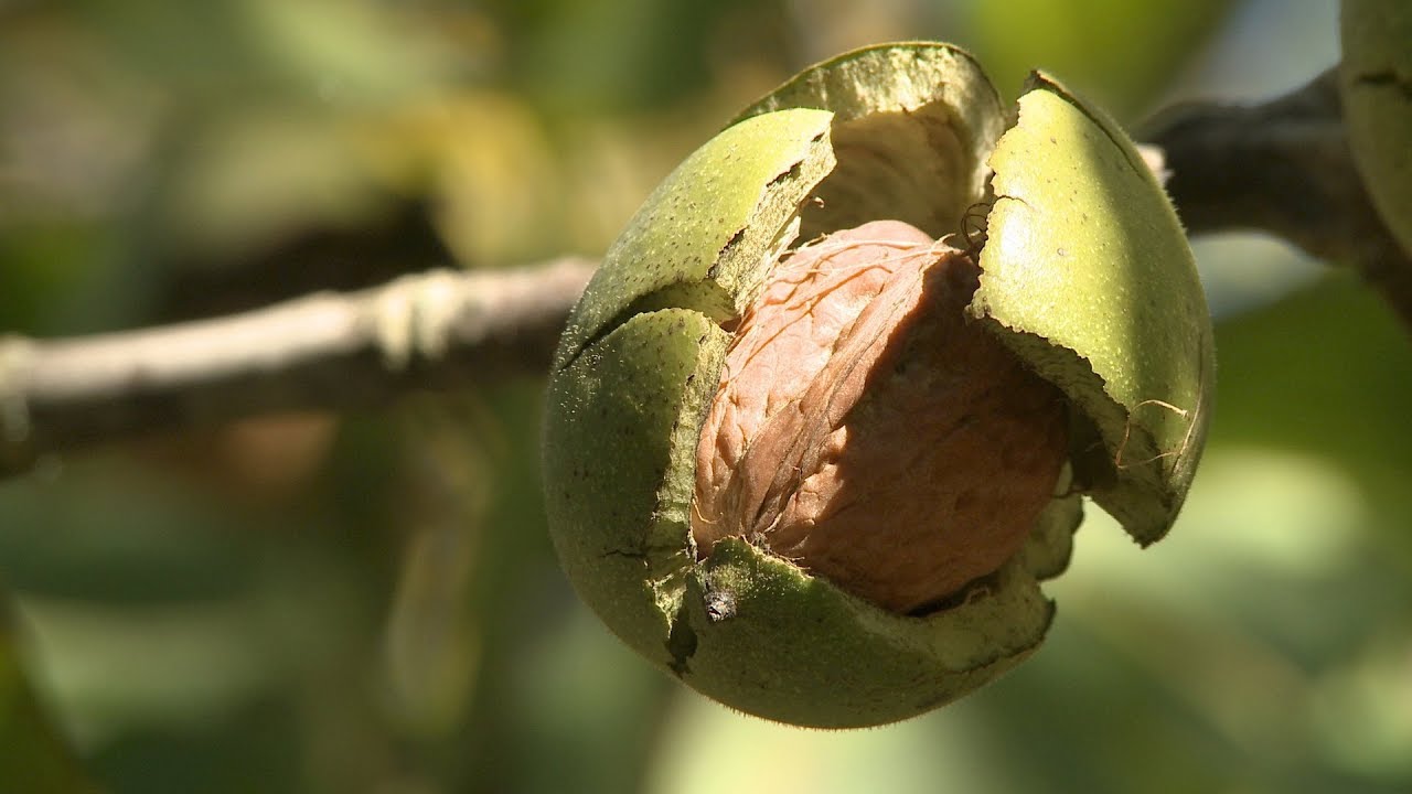 Paul Gautreau, Nuciculteur, Producteur R&eacute;coltant BIO, r&eacute;alisation Thierry Damilano