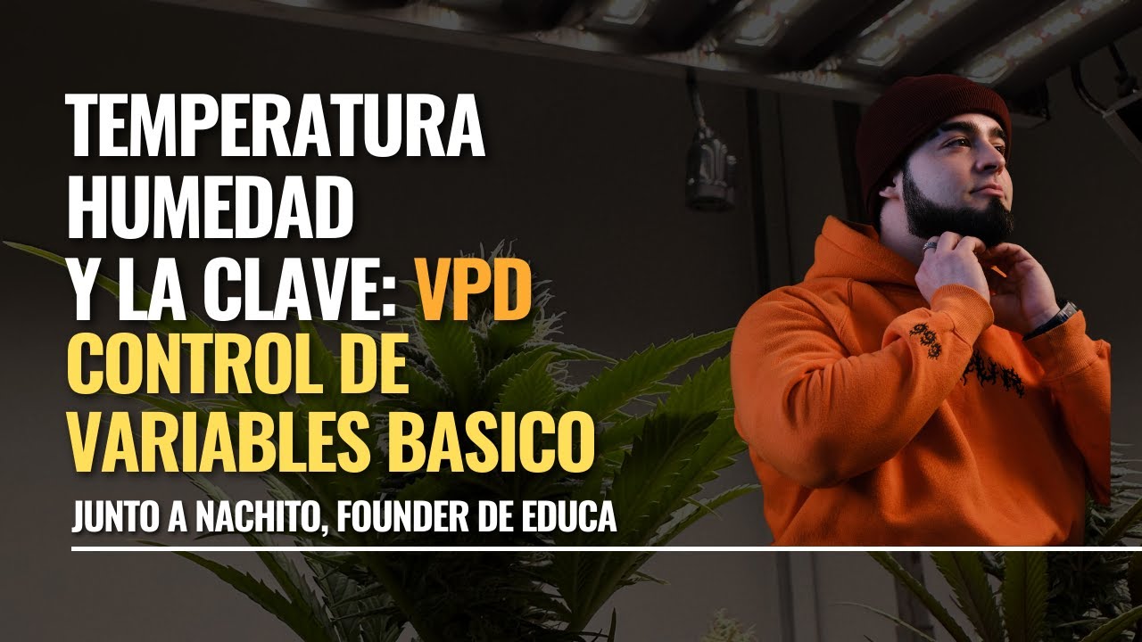 Maximiza tu cosecha dominando la VPD, Temperatura y Humedad.