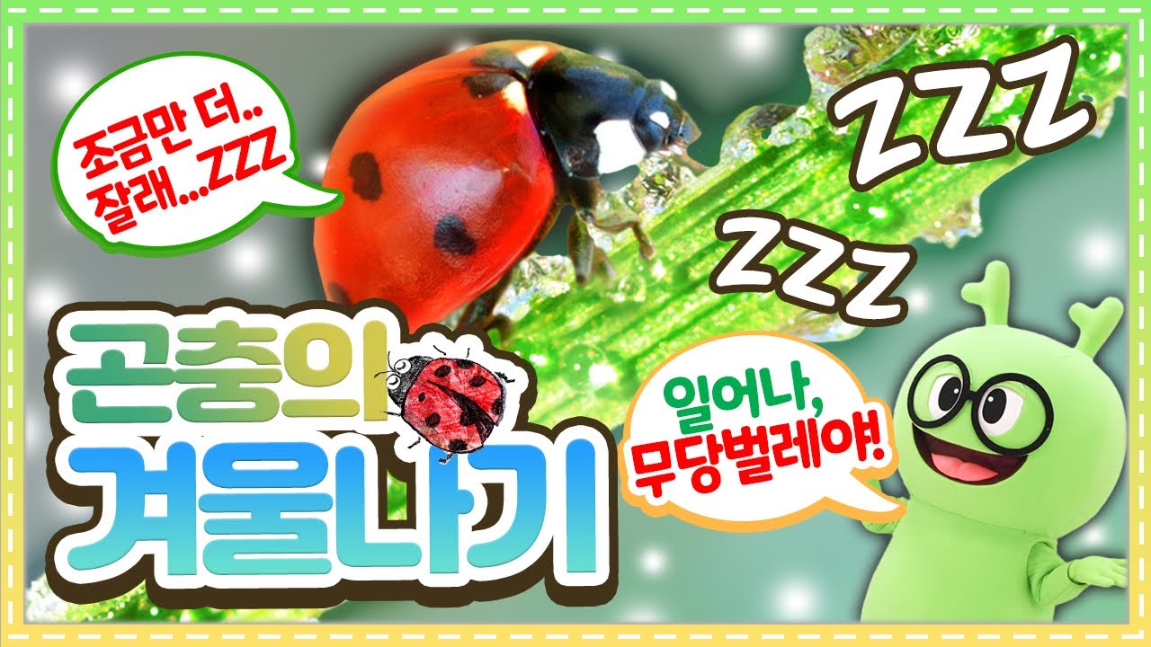 자연관찰 곤충의 겨울나기ㅣWinter of insectsㅣ자연관찰ㅣ곤충백과ㅣ곤충도감ㅣ무당벌레ㅣ사슴벌레ㅣ사마귀