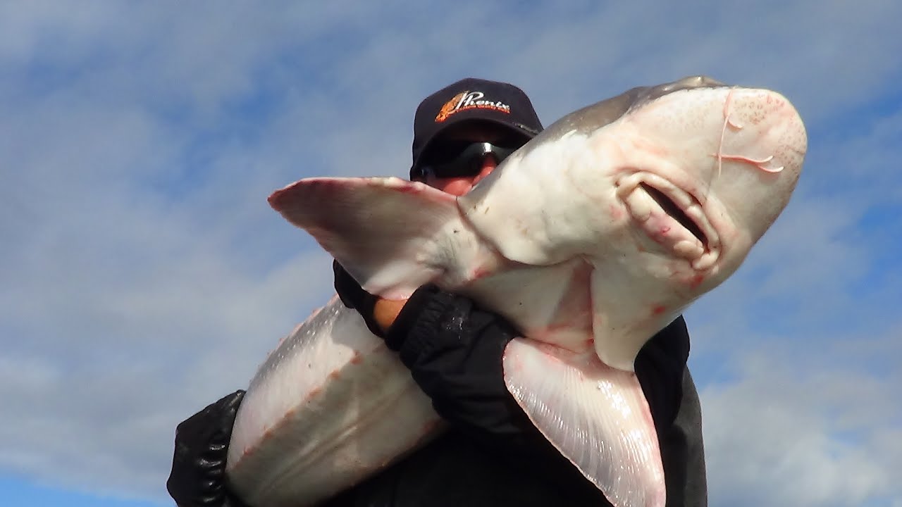 MILLION DOLLAR STURGEON  ..OK HUNDRED BUCKS !