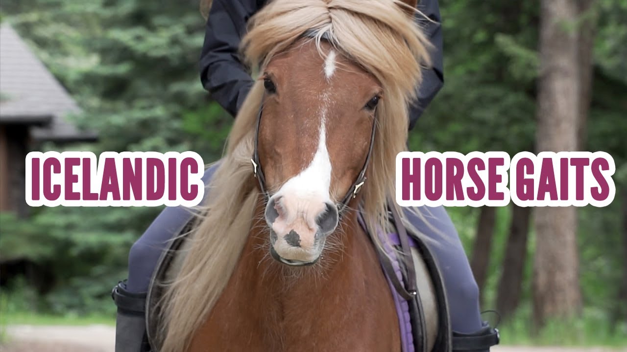 Icelandic Horse Gaits