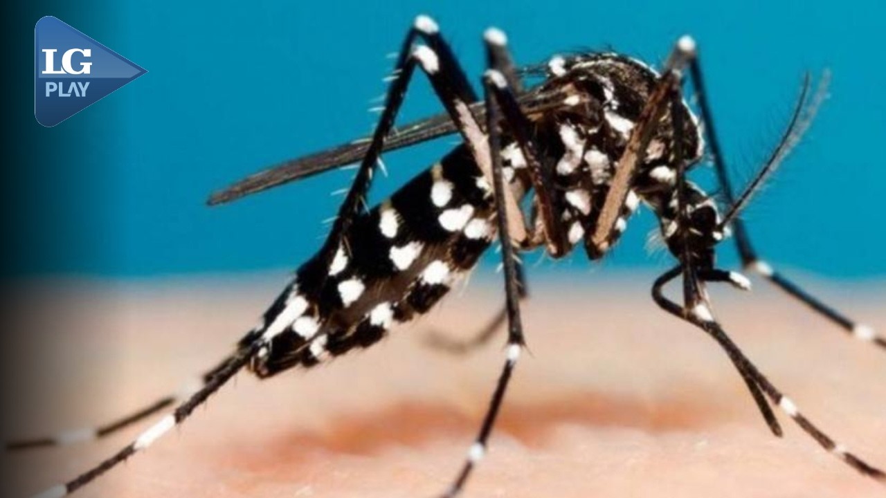 Chikungunya en Tucumán: El infectólogo Hugo Pizzi  explica las medidas para evitar su contagio